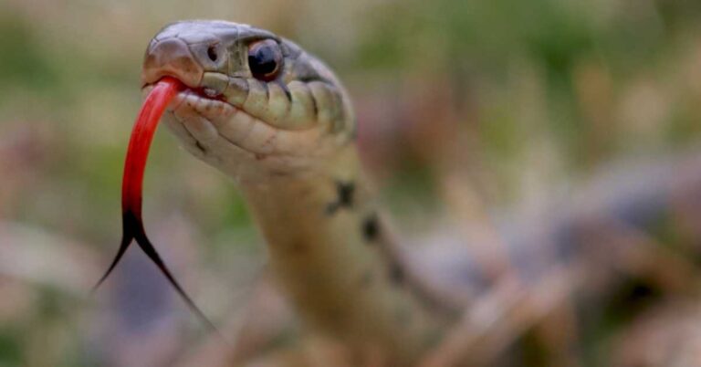 can you eat snake meat